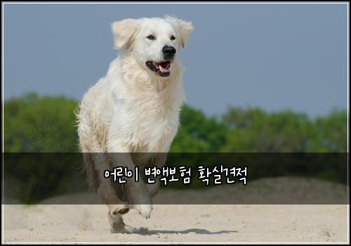 어린이 변액보험 확실견적 
