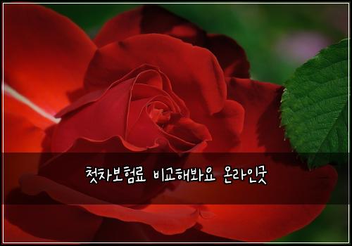 첫차보험료 비교해봐요 온라인굿