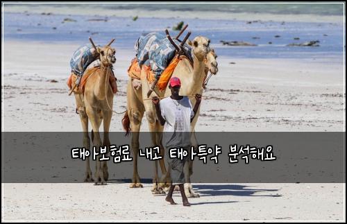 태아보험료 내고 태아특약 분석해요