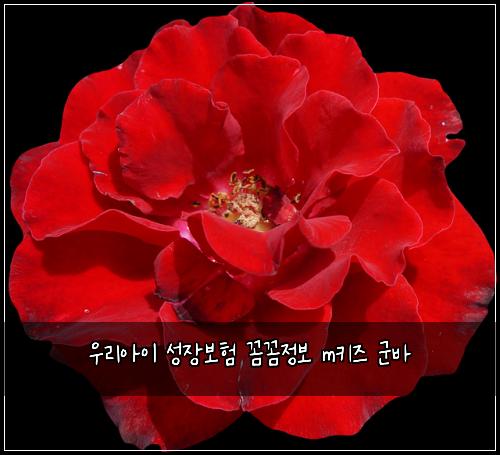 ์ฐ๋ฆฌ์์ด ์ฑ์ฅ๋ณดํ ๊ผผ๊ผผ์ ๋ณด mํค์ฆ ๊ตฐ๋ฐ