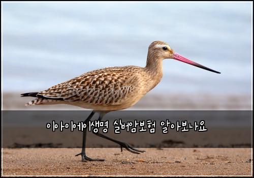 이아이에이생명 실버암보험 알아보나요 
