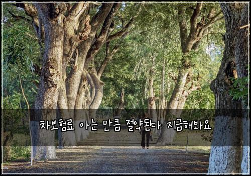 차보험료 아는 만큼 절약된다 지금해봐요