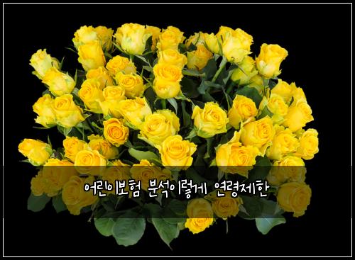 ์ด๋ฆฐ์ด๋ณดํ ๋ถ์์ด๋ ๊ฒ ์ฐ๋ น์ ํ