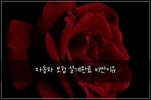 자동차 보험 설계완료  비싼이유