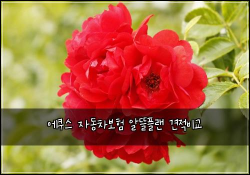에쿠스 자동차보험 알뜰플랜  견적비교