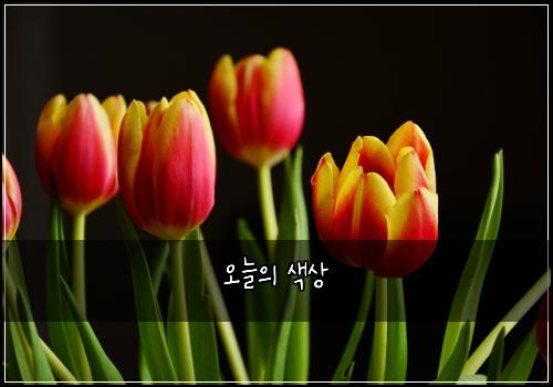 오늘의 색상