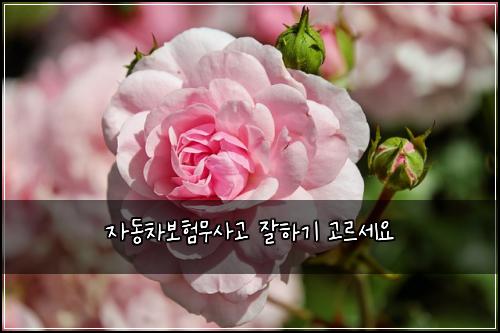 μλ차보ν무μ¬κ³ μνκΈ° κ³ λ₯΄μΈμ