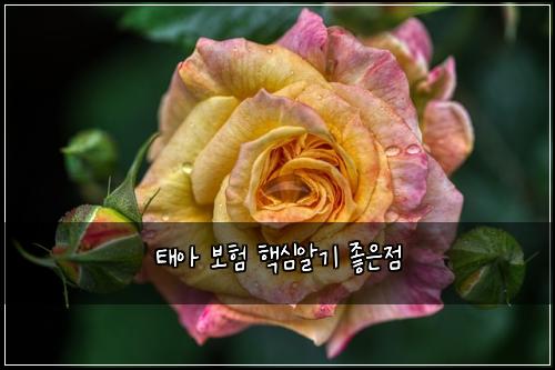 태아 보험 핵심알기  좋은점
