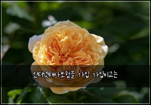 인터넷태아보험을 가입 가입비교는