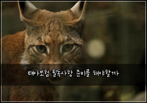 태아보험 필독사항  준비를 해야할까