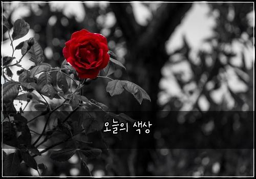 오늘의 색상