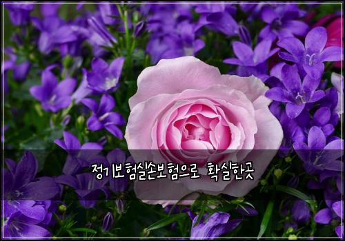 정기보험실손보험으로 확실한곳