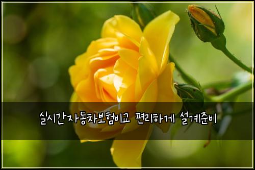 실시간자동차보험비교 편리하게 설계준비