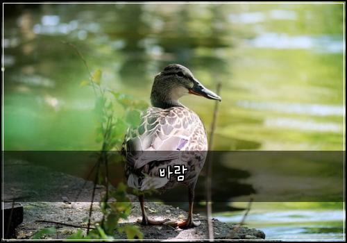 바람