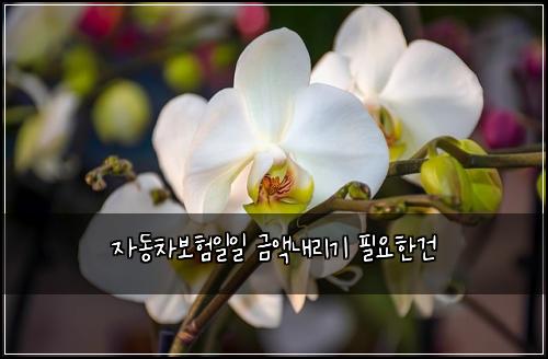 자동차보험일일 금액내리기 필요한건