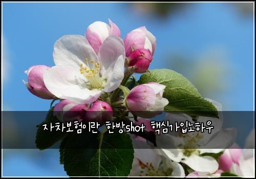 자차보험이란 한방shot 핵심가입노하우
