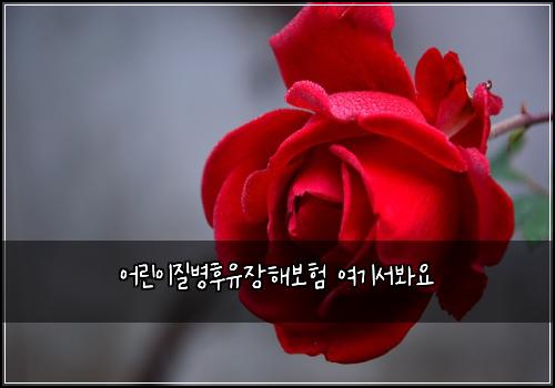 어린이질병후유장해보험 여기서봐요 