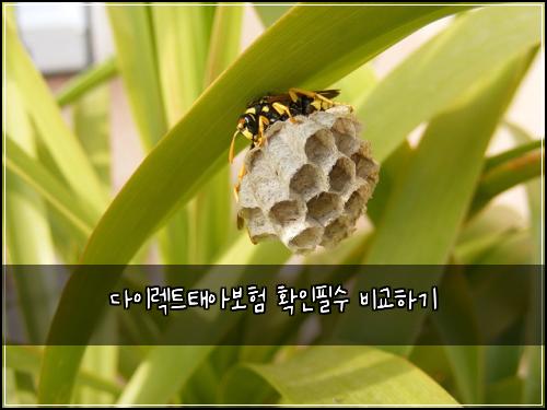 다이렉트태아보험 확인필수  비교하기