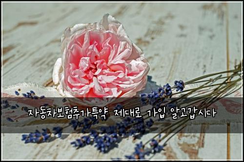 ์๋์ฐจ๋ณดํ์ถ๊ฐํน์ฝ ์ ๋๋ก ๊ฐ์
์๊ณ ๊ฐ์๋ค