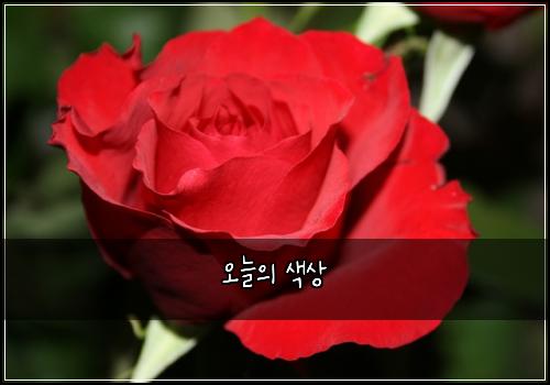 오늘의 색상