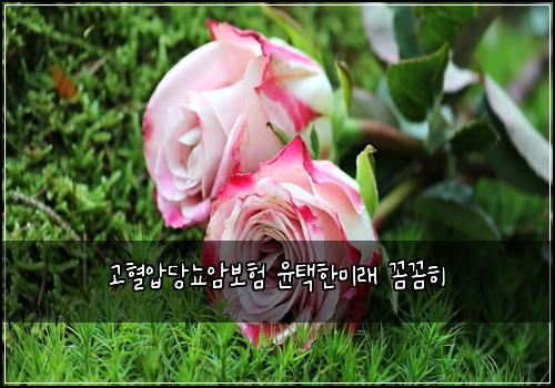 고혈압당뇨암보험 윤택한미래  꼼꼼히