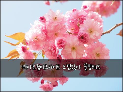 태아보험비교사이트 느낌있다 꿀팁체크